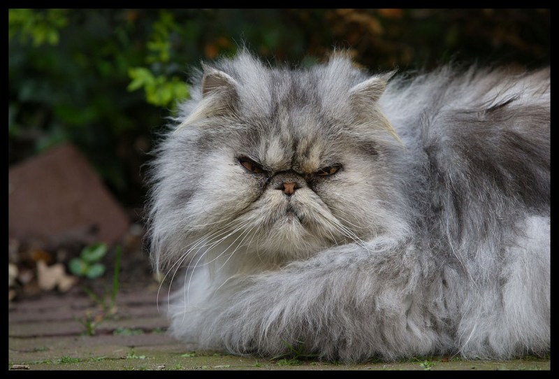 Заспанный лохматый кот