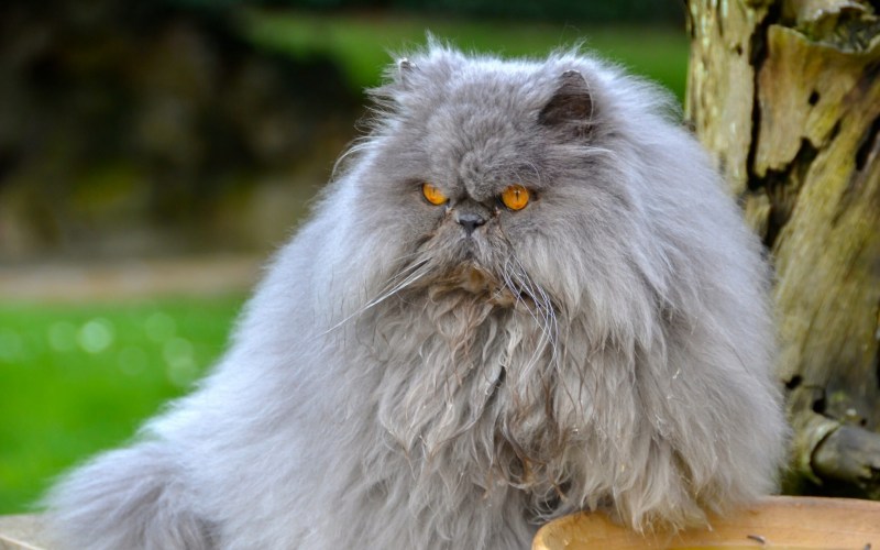 Персидский кот