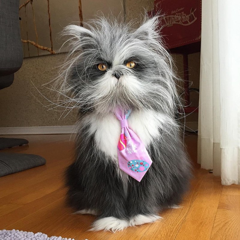 Атчум персидский кот