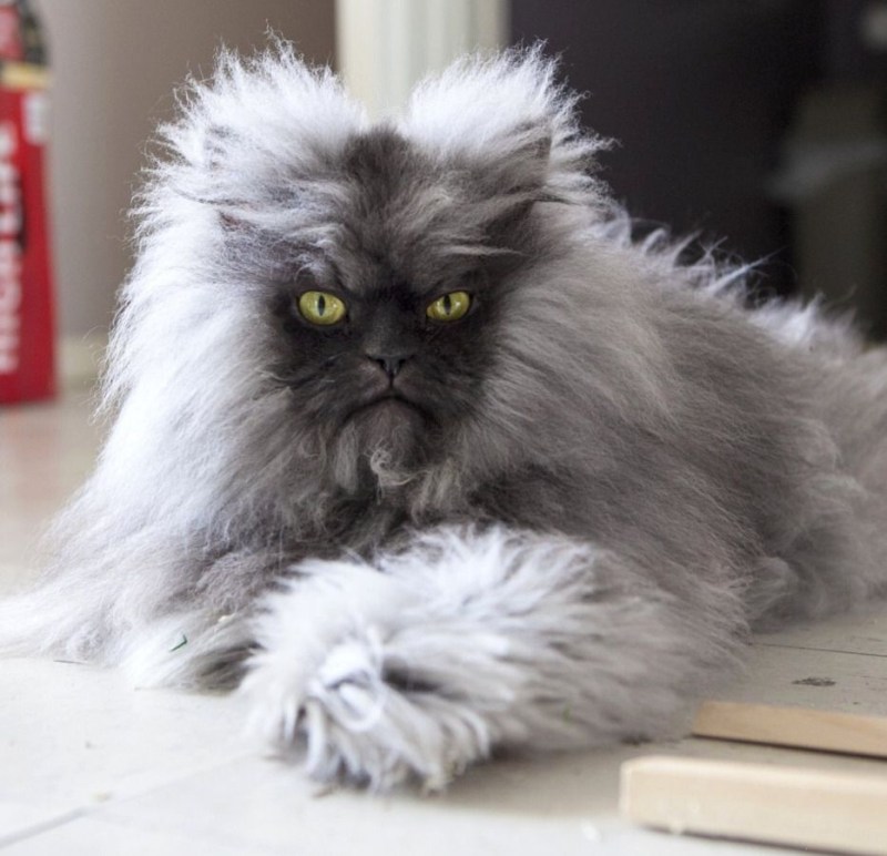 Лохматый кот