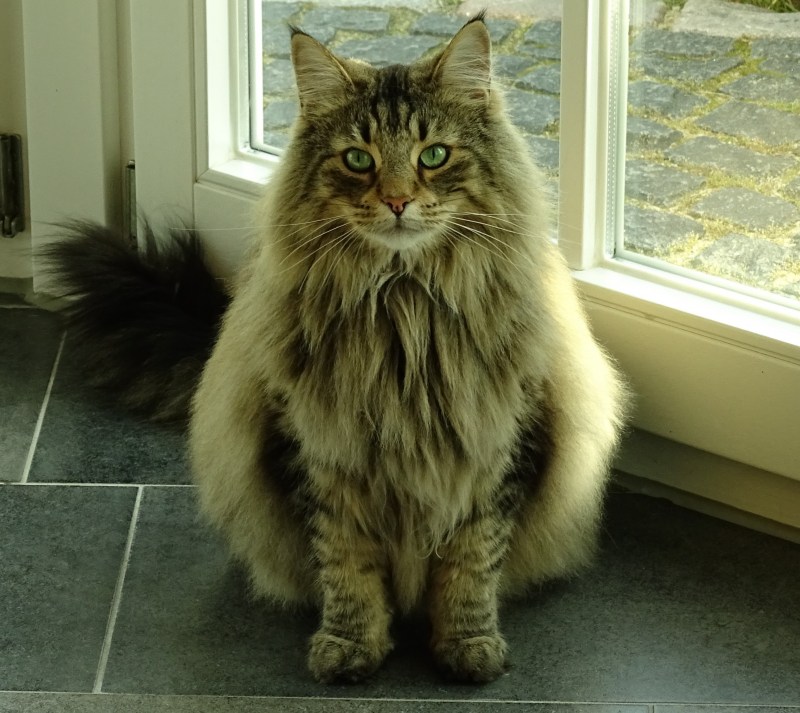 Шведская Лесная кошка