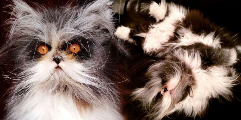 Лохматый котенок