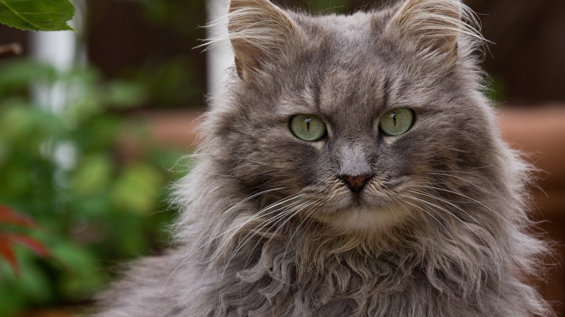 Кот Сибирский Нибелунг