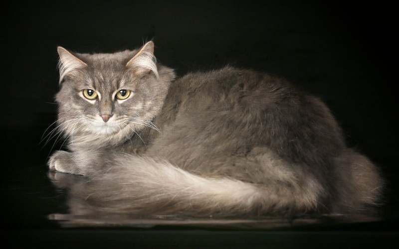 Сибирский кот серый
