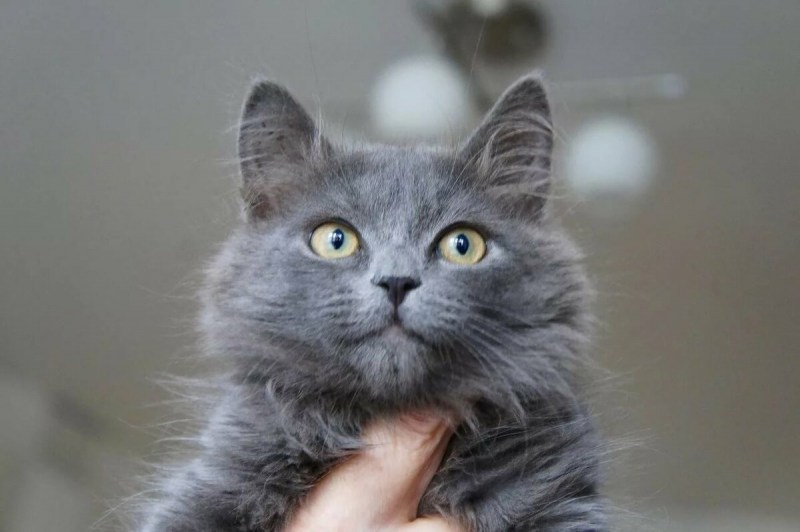 Кошка Мейн кун серая
