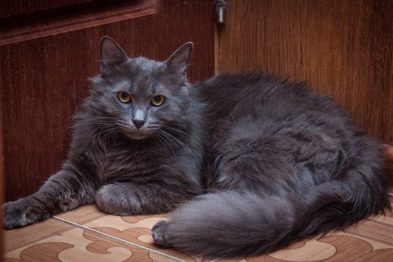 Сибирский длинношерстный кот