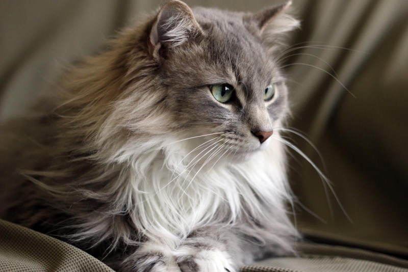 Серая лохматая кошка