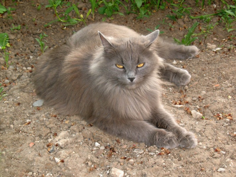 Сибирская зеленоглазая кошка