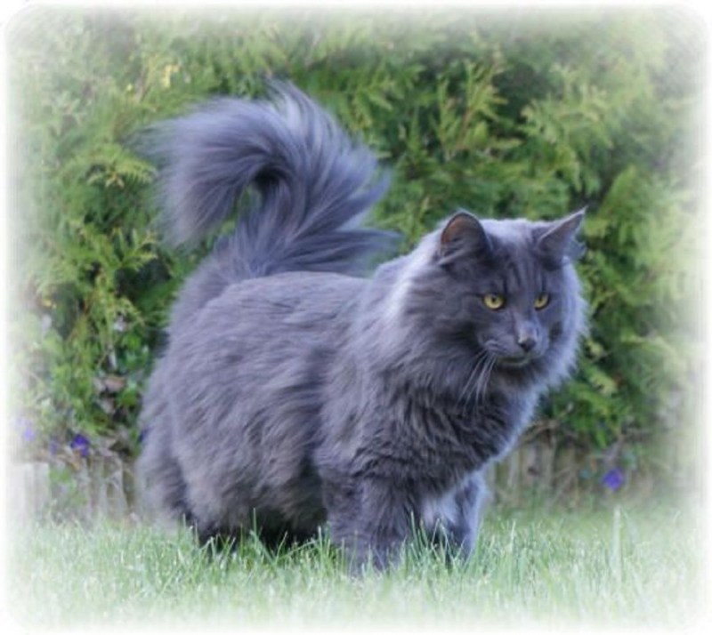 Персидская кошка