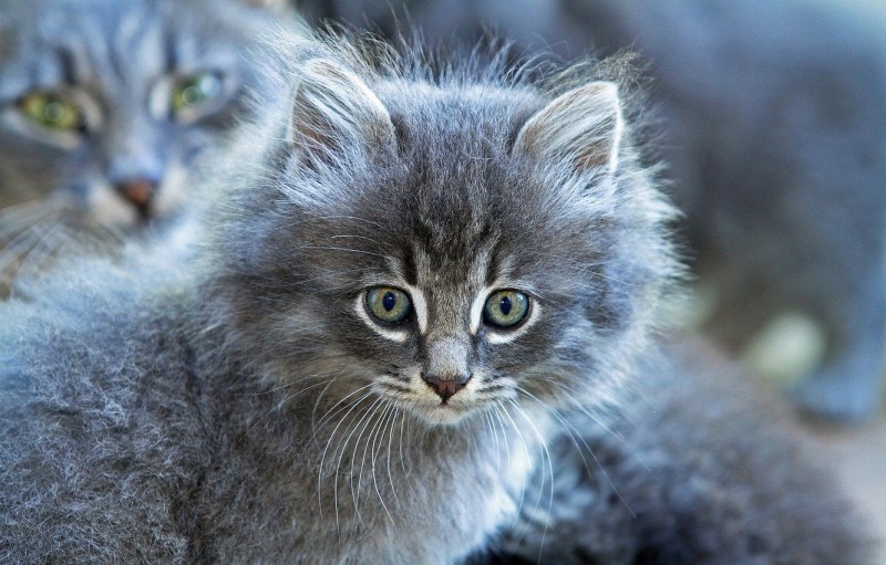 Сибирская кошка