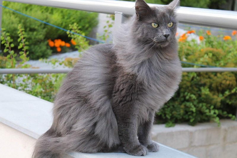 Сибирская кошка серая дымчатая