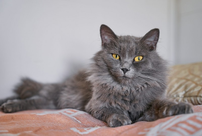 Сибирская кошка дымчатая