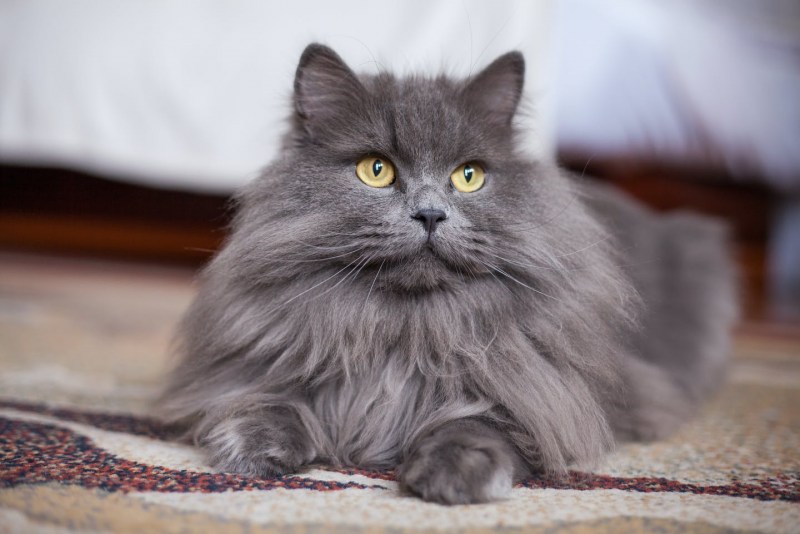 Норвежская Лесная кошка серая