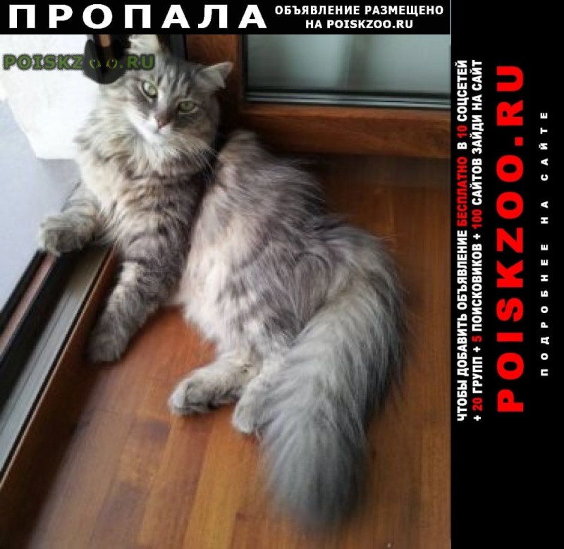 Сибирский кот серый