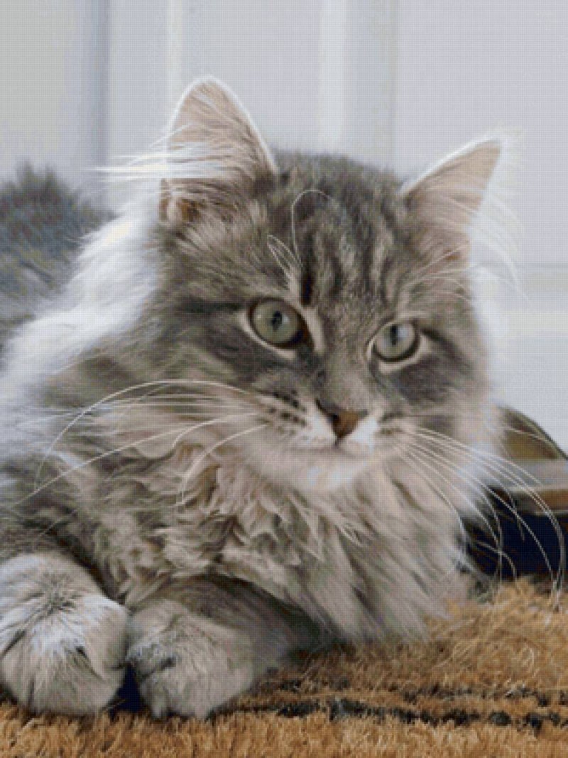Сибирский кот серый
