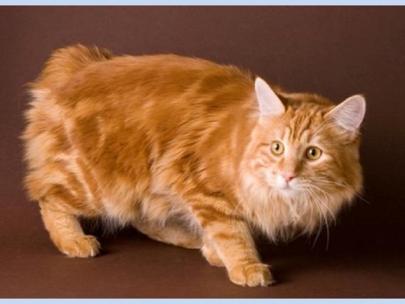 Кот Курильский бобтейл