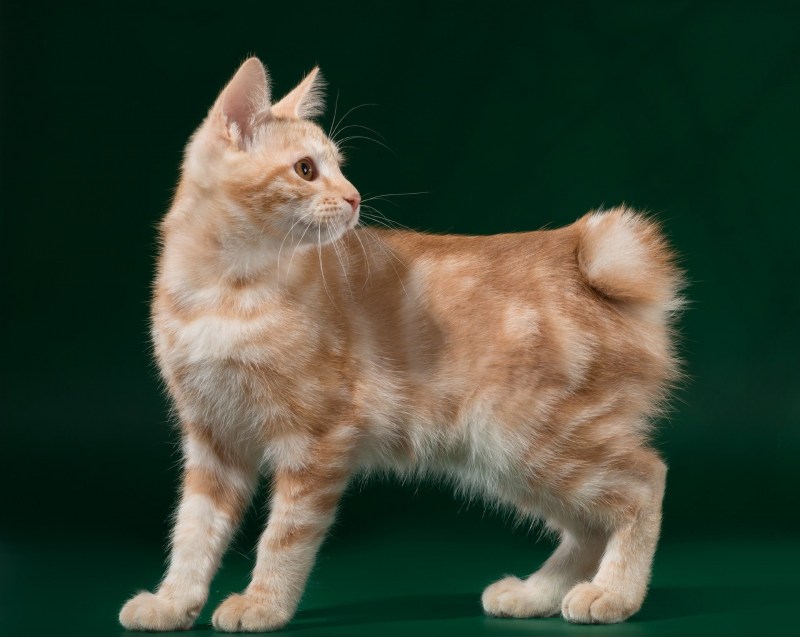 Кот Курильский бобтейл
