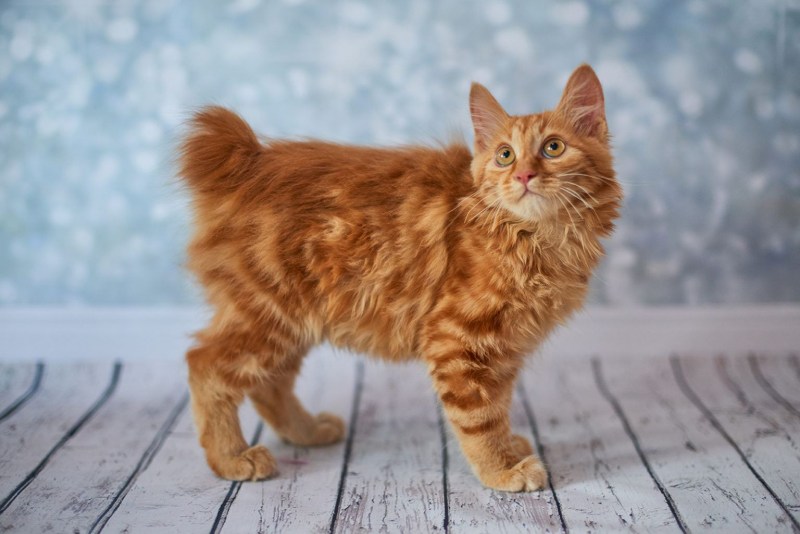 Kurilian Bobtail furry