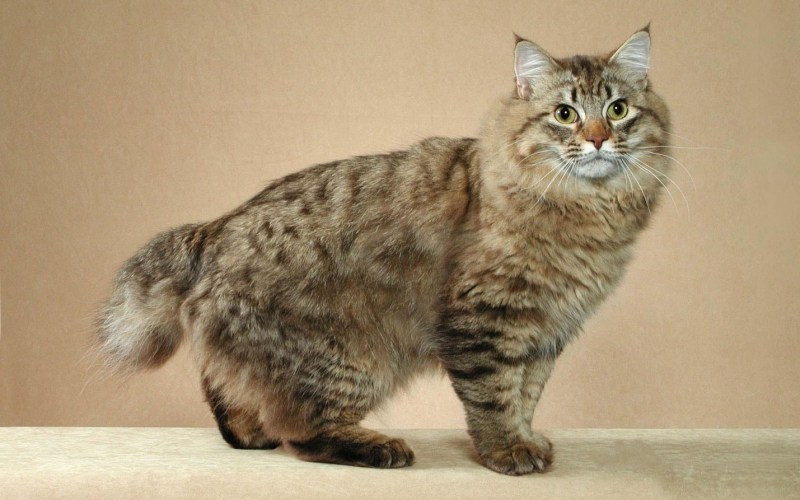 Кот американский бобтейл