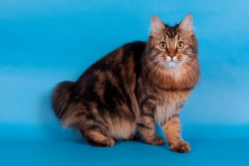 Кот Курильский бобтейл