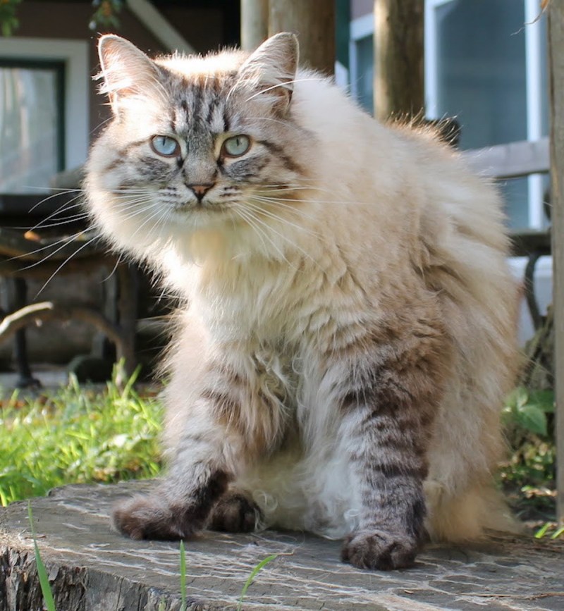 Кот породы рагамаффин