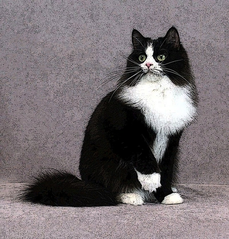 Кошка породой регмафин