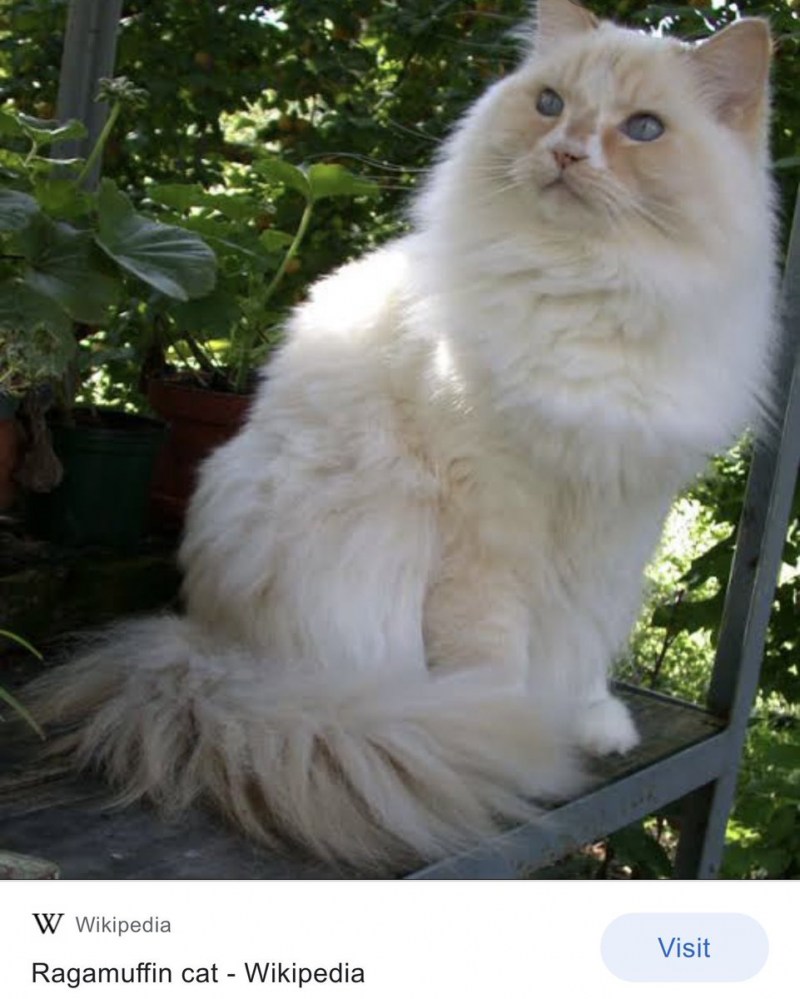 Кот породы рагамаффин