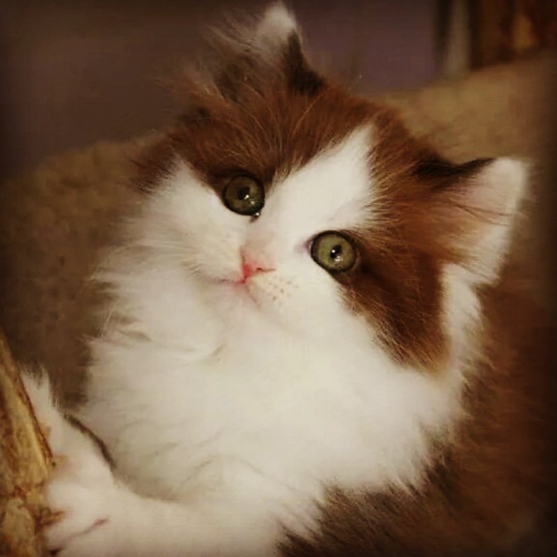 Рагамаффин трехцветный
