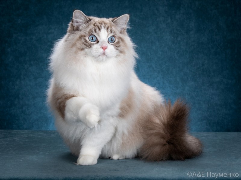 Котёнок породы рагамаффин.