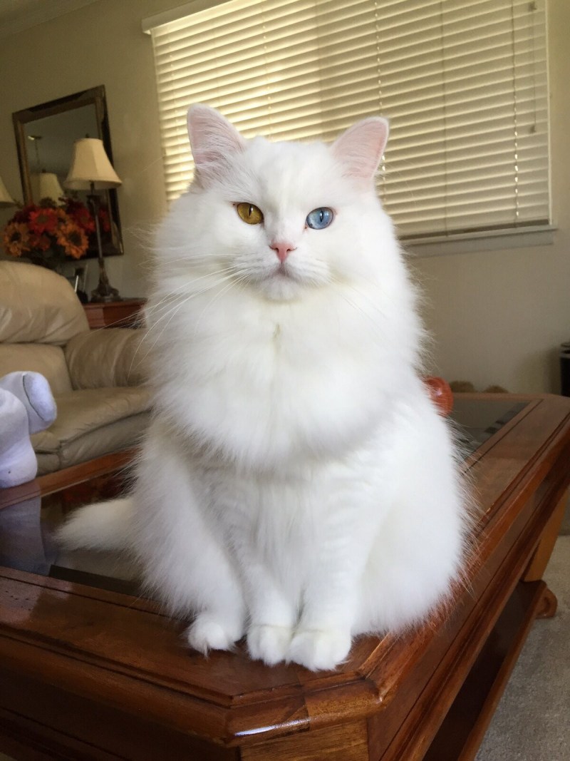 Рагамаффин коты