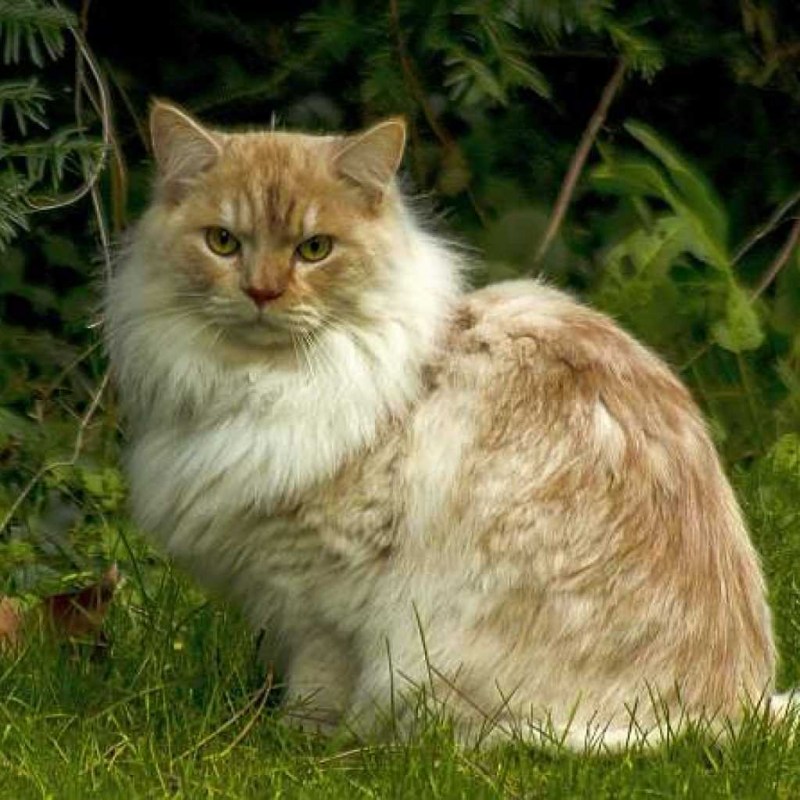 Рагамаффин кот