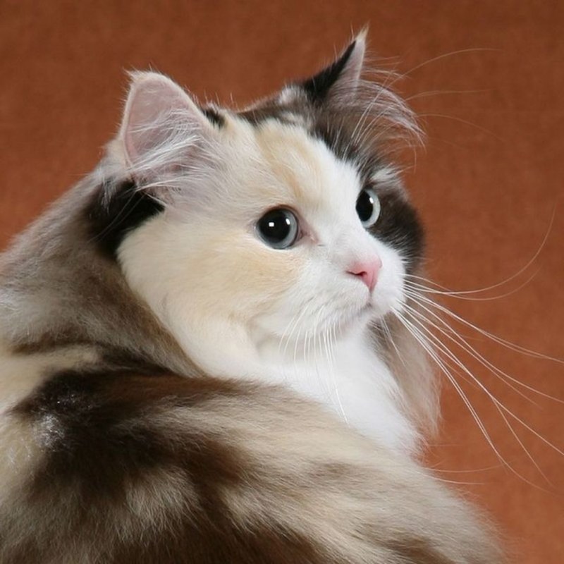 Кошка породой регмафин