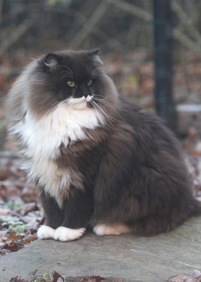 Коты породы рагамаффин