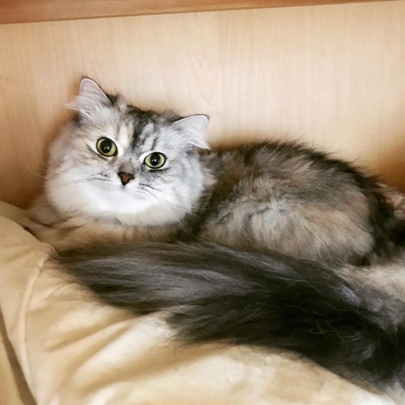 Котёнок породы рагамаффин.
