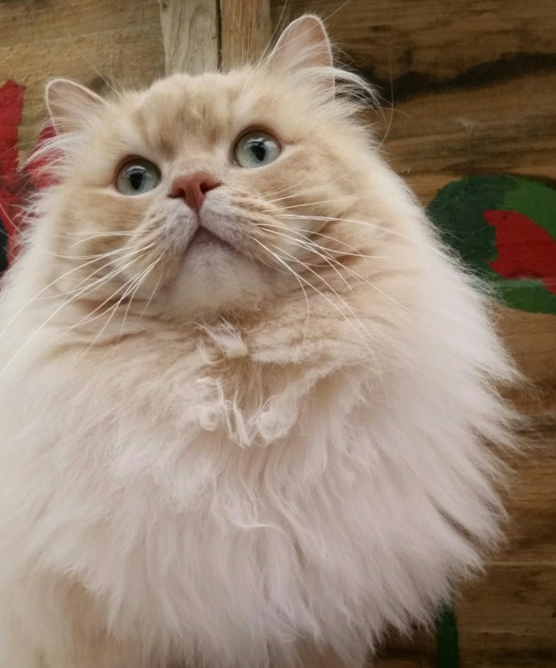 Рагамаффин биколор