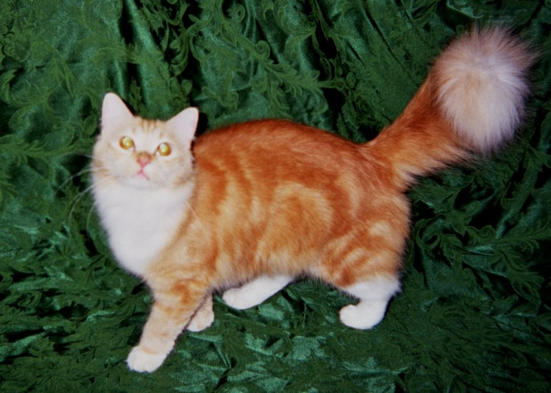 Рагамаффин кошка