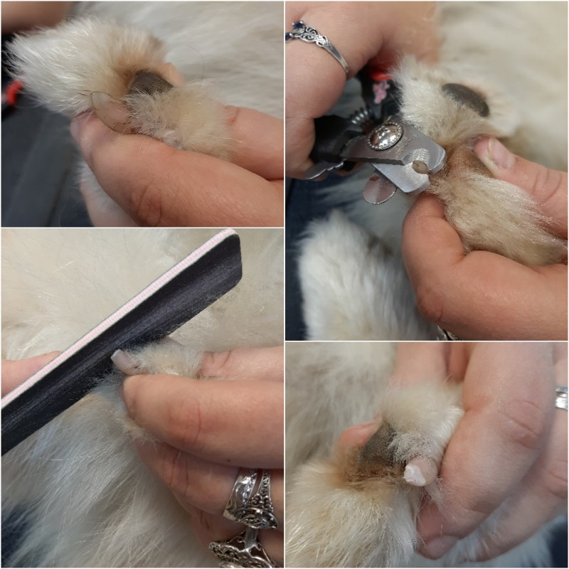 Стричь ногти коту