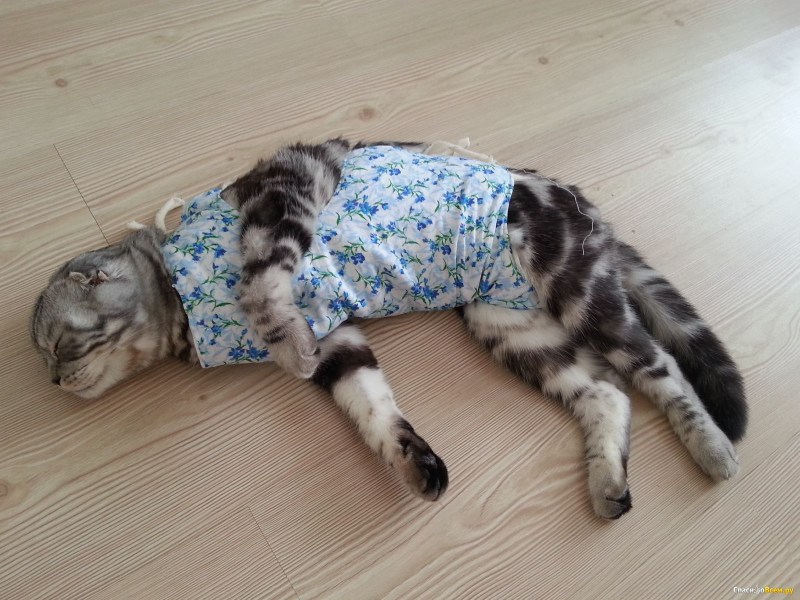 Рентген животных