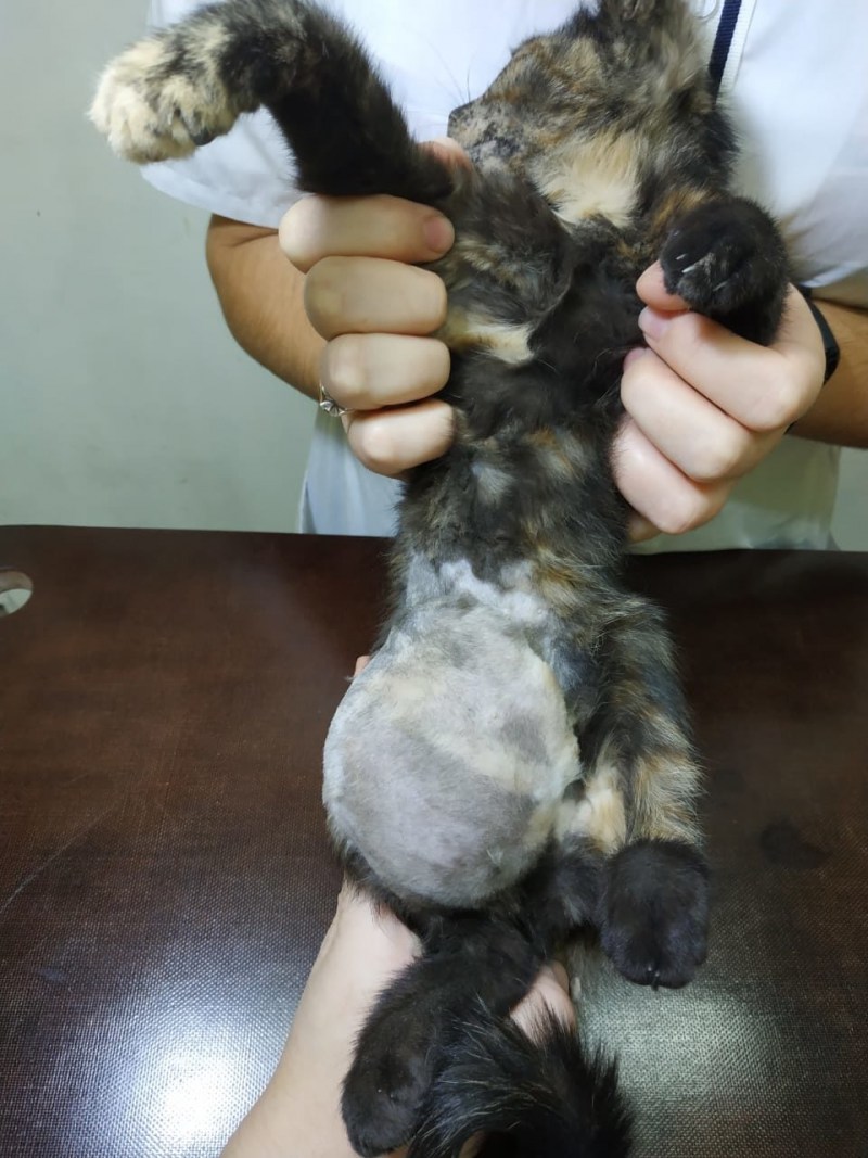 Котик полосатый животик