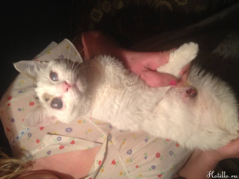 Кошачий курдючок