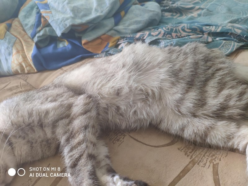 Кошка слизывает шерсть с живота