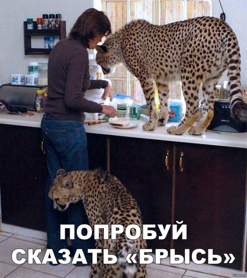 Экзотические животные для квартиры