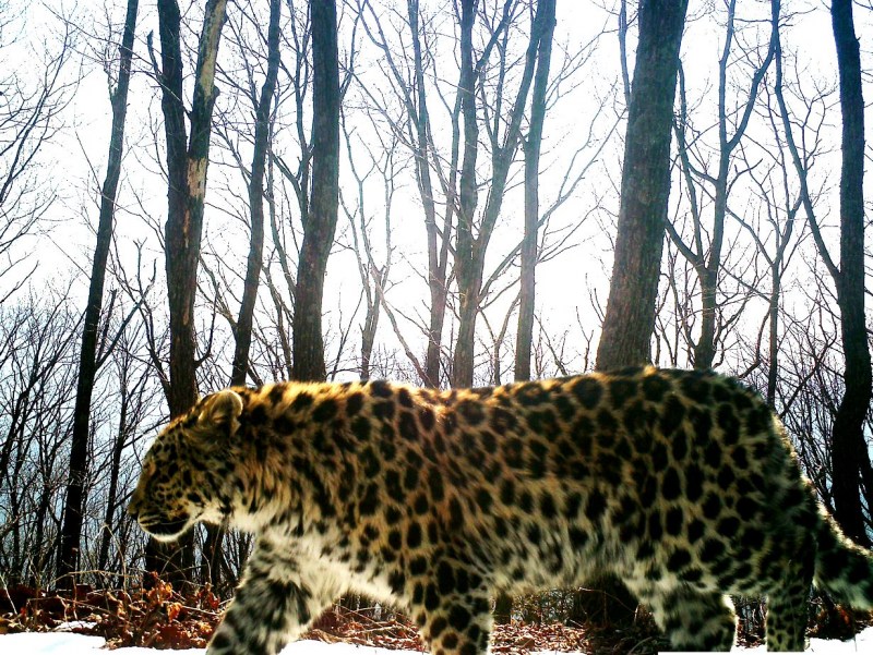 Leopard Diet facts