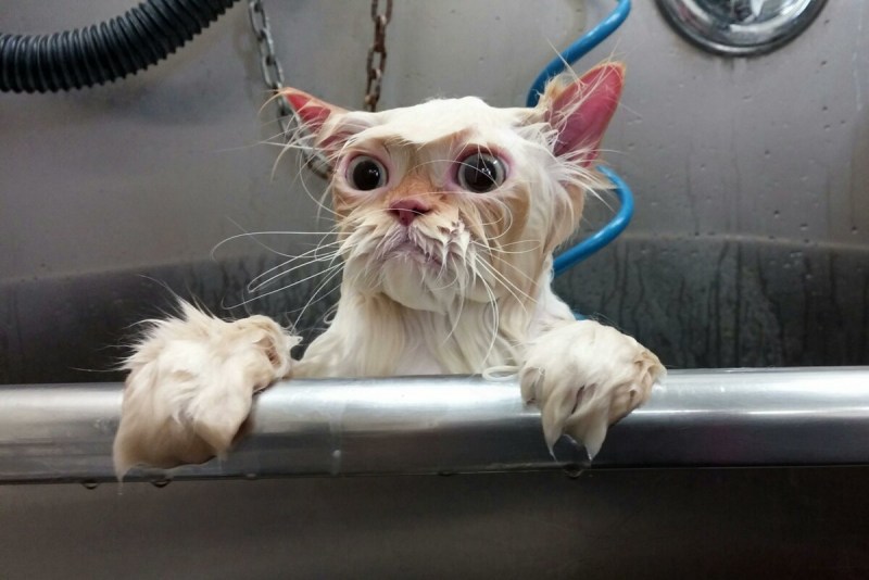 Мокрые коты