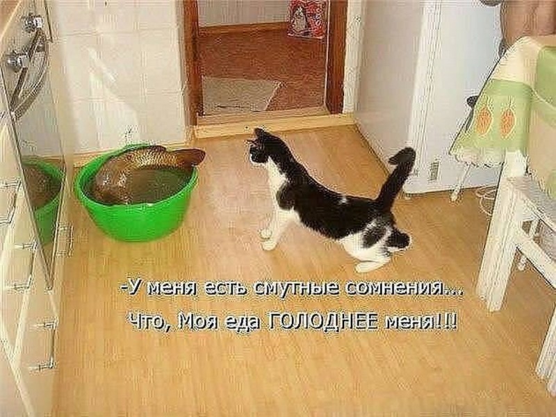 Смешные коты снадпясами