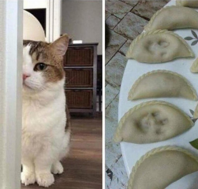 Кот пельмень