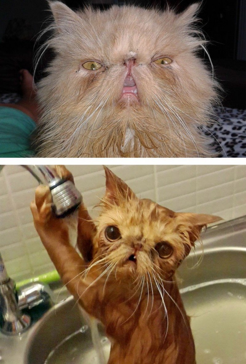 Ржачные котики до слез