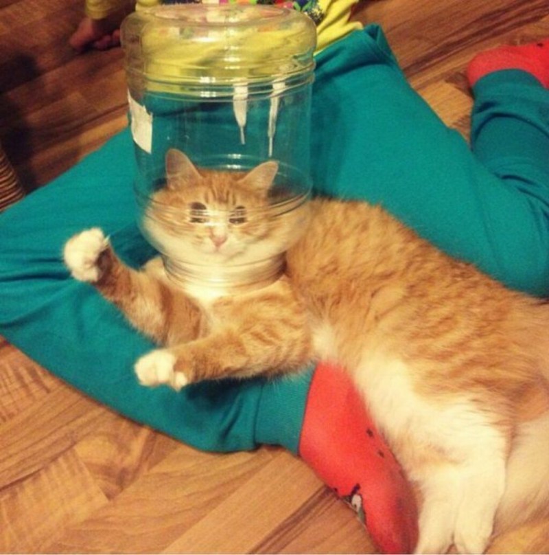 Смешные коты до слееес