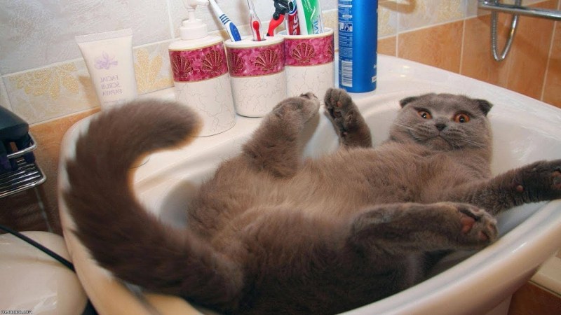 Прикольные котики с озвучкой