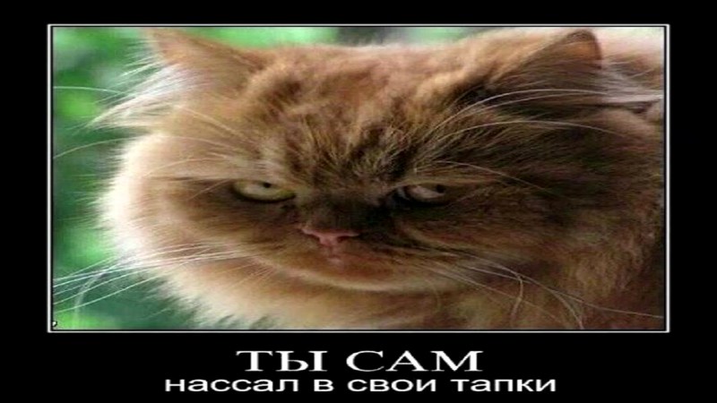 Смешные коты очень смешные до слез
